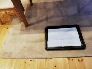 大型犬のトイレはどうする？ 犬を家に迎えたらやるべきこと